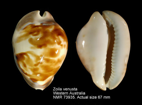 Zoila venusta (9).jpg - Zoila venusta (G.B.Sowerby,1847)